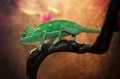 Yemen chameleon in terrarium Royalty Free Stock Photo