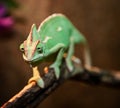 Yemen chameleon in terrarium Royalty Free Stock Photo