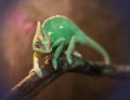 Yemen chameleon in terrarium Royalty Free Stock Photo