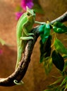 Yemen chameleon in terrarium Royalty Free Stock Photo