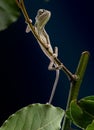 Yemen chameleon Royalty Free Stock Photo