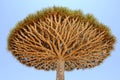 Yemen. Socotra island. Dragon tree Royalty Free Stock Photo