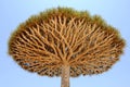 Yemen. Socotra island. Dragon tree