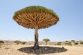 Yemen. Socotra island. Dragon tree Royalty Free Stock Photo