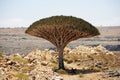 Yemen. Socotra island. Dragon tree Royalty Free Stock Photo