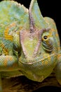 Yemen/Veiled Chameleon