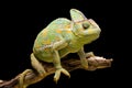 Yemen/Veiled Chameleon Royalty Free Stock Photo