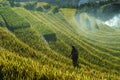 Yen Bai, Vietnam - Sep 18, 2017: Terraced rice field in harvest season with ethnic minority woman on the field in Mu Cang Chai, Vi Royalty Free Stock Photo