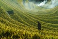 Yen Bai, Vietnam - Sep 18, 2017: Terraced rice field in harvest season with ethnic minority woman on the field in Mu Cang Chai, Vi Royalty Free Stock Photo