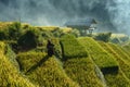 Yen Bai, Vietnam - Sep 18, 2017: Terraced rice field in harvest season with ethnic minority woman on the field in Mu Cang Chai, Vi Royalty Free Stock Photo