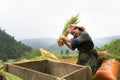 Yen Bai, Vietnam - Sep 17, 2016: Vietnamese ethnic minority woman threshing paddy on terraced field in harvesting time in Mu Cang Royalty Free Stock Photo