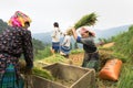 Yen Bai, Vietnam - Sep 17, 2016: Vietnamese ethnic minority woman threshing paddy on terraced field in harvesting time in Mu Cang Royalty Free Stock Photo