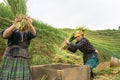 Yen Bai, Vietnam - Sep 17, 2016: Vietnamese ethnic minority woman threshing paddy on terraced field in harvesting time in Mu Cang Royalty Free Stock Photo