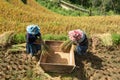 YEN BAI, VIETNAM - September 13, 2016: Farmers are threshing grain by traditional method on terraced rice field in Mu Cang Chai