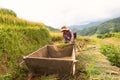 YEN BAI, VIETNAM - September 14, 2016: Farmers are threshing grain by traditional method on terraced rice field in Mu Cang Chai