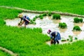 YENBAI, VIETNAM - MAY 17, 2014 - Unidentified ethnic women transplanting rice on the fields.