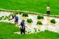 YENBAI, VIETNAM - MAY 17, 2014 - Unidentified ethnic women transplanting rice on the fields.