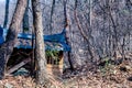 Small damaged storage shed in forest of leafless trees