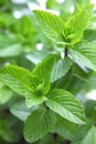 Yerba buena, hierba buena, mojito mint Royalty Free Stock Photo