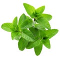 Yerba buena, hierba buena, mojito mint