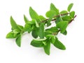 Yerba buena, hierba buena, mojito mint Royalty Free Stock Photo