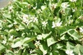 Yerba Mansa, Anemopsis californica