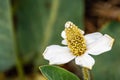 Yerba Mansa Anemopsis californica wildflower blooming in Shoreline Lake Park in Mountain View, San Francisco bay area,