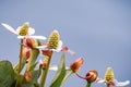 Yerba Mansa Anemopsis californica wildflowers blooming in Shoreline Lake Park in Mountain View, San Francisco bay area,