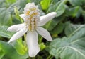 Yerba Mansa Blossum Royalty Free Stock Photo