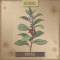 Yerba mate aka Ilex paraguariensis branch with leaves and flowers color sketch. Royalty Free Stock Photo