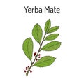 Yerba mate Ilex paraguariensis , medicinal plant Royalty Free Stock Photo