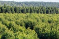 Yerba mate plantation