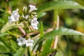 Yerba santa Eriodictyon californicum in bloom, Stebbins Cold Canyon, Napa Valley, California
