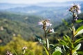 Yerba santa Eriodictyon californicum in bloom, Uvas Canyon County Park, Santa Clara County, California Royalty Free Stock Photo