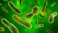 Yersinia enterocolitica bacteria viewed under a microscope on a plain green background Royalty Free Stock Photo