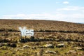 Yes in big white wooden letters with Scottish moorland in the background