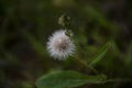 The Dandelion Royalty Free Stock Photo