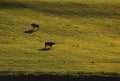 Cows on pasture, Orkneys islands, Scotland. Royalty Free Stock Photo