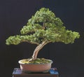 Yew bonsai