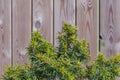 Yew bonsai tree Taxus baccata