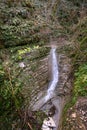 Waterfall in Yew-boxwood grove in spring in Sochi city, Russia