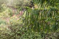 Yew branches with fresh green leaves. Green branches of yew tree, Taxus baccata, English yew, European yew