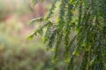 Yew branches with fresh green leaves. Green branches of yew tree, Taxus baccata, English yew, European yew.