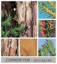 Yew, Common Yew, taxus, baccata, conifer, cones, wood, bark, cow