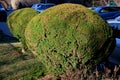 The yew is cut into a sphere. is very dense and evergreen. regular pruning is reflected in the density of the bushes. very old spe