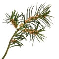 Yew Leaf Sprig