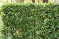 Yew plum pine Podocarpus macrophyllus hedge