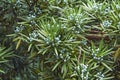 Yew plum pine tree with cones