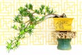 Yew podocarp bonsai plant
