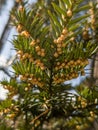 Yew sprig with abundant yellow male flowers